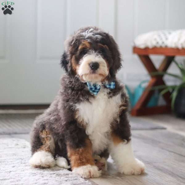 Charlie, Mini Bernedoodle Puppy